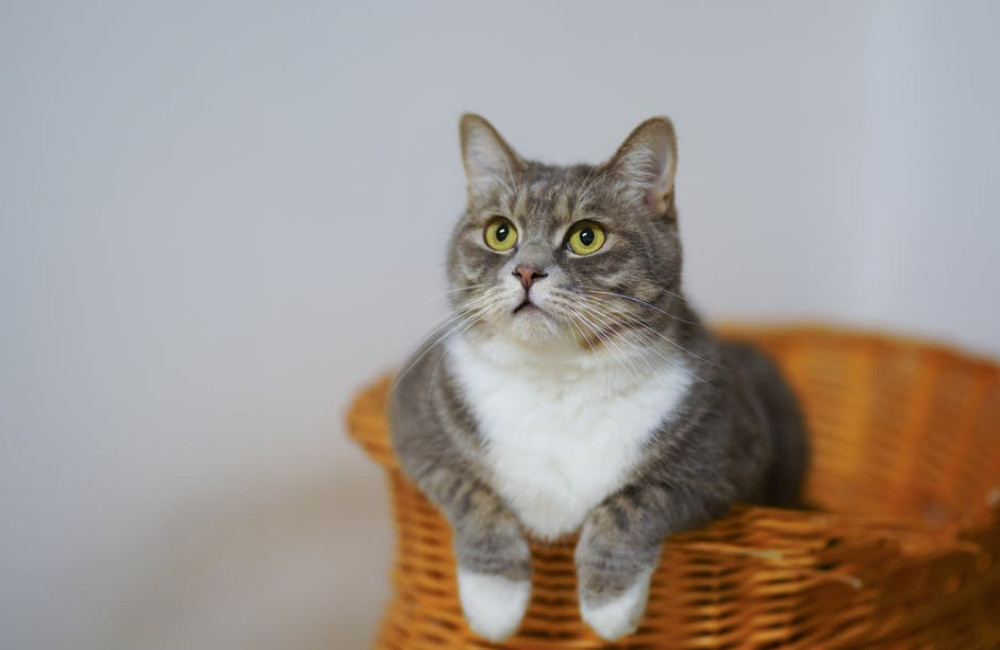 Wat betekent 'de kat uit de boom kijken' en waar komt het vandaan?