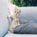 Wat betekent de uitdrukking 'de kat uit de boom kijken'?